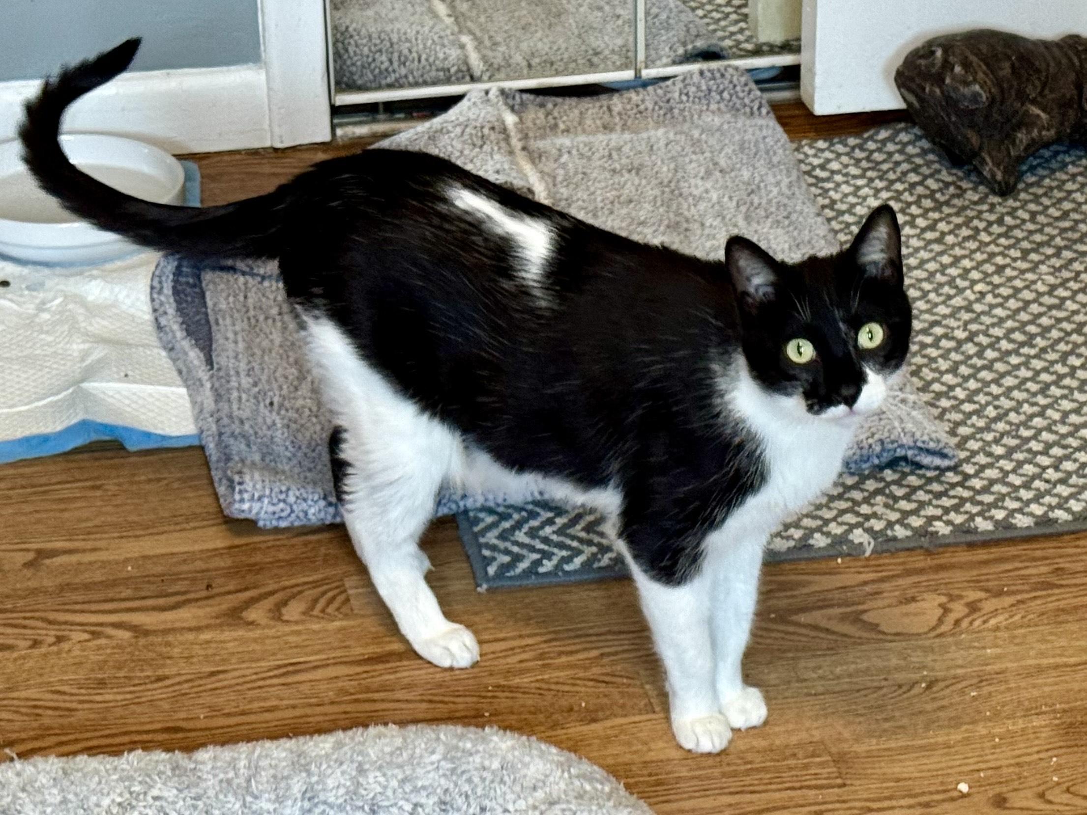 Oreo, a Adoptable mixed breed in Rochester Hills, MI image 4/4