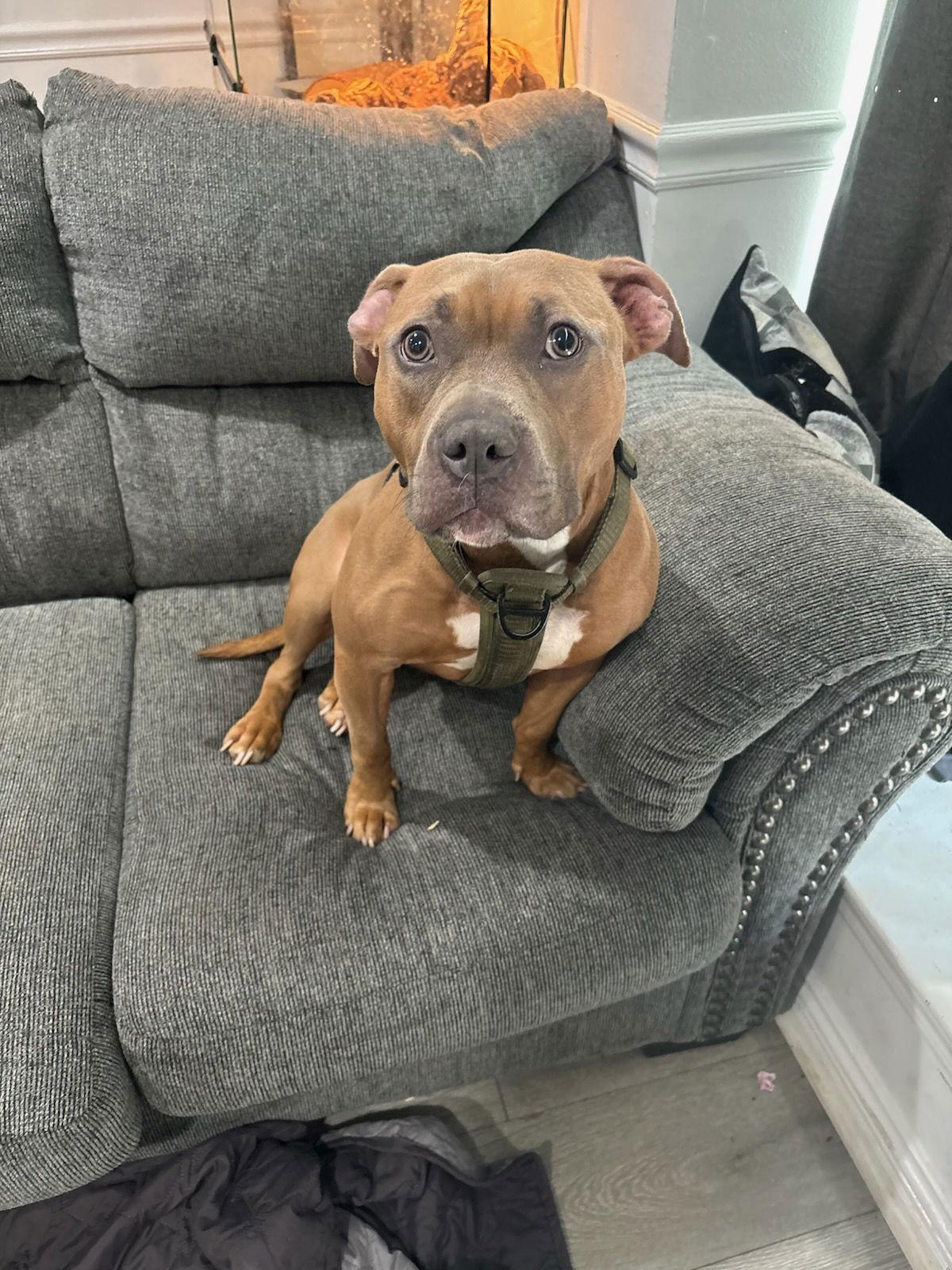 Enlarge Amora, a Adopted Mixed Breed in Morganville, NJ image 1/2