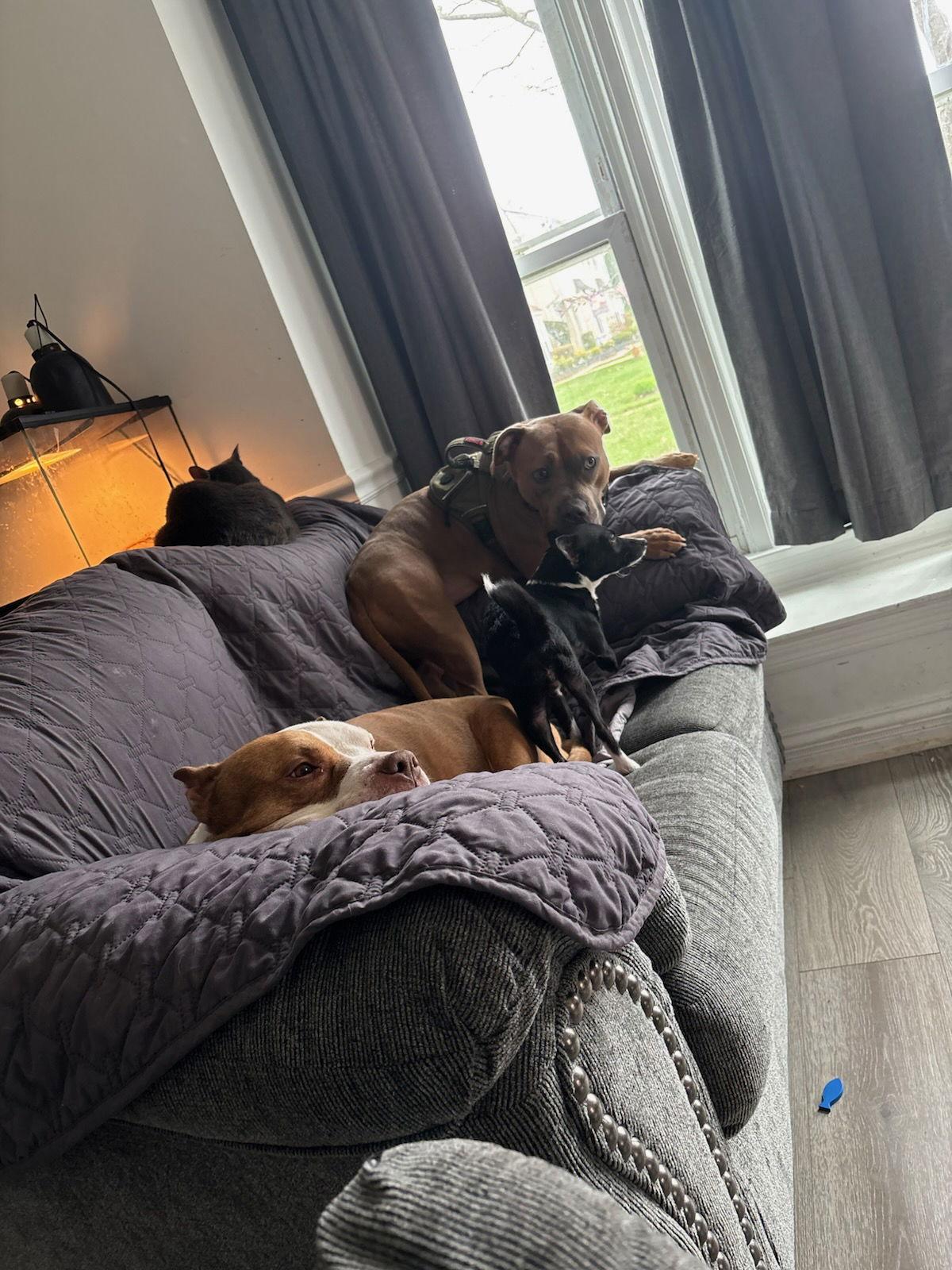 Enlarge Amora, a Adopted Mixed Breed in Morganville, NJ image 2/2