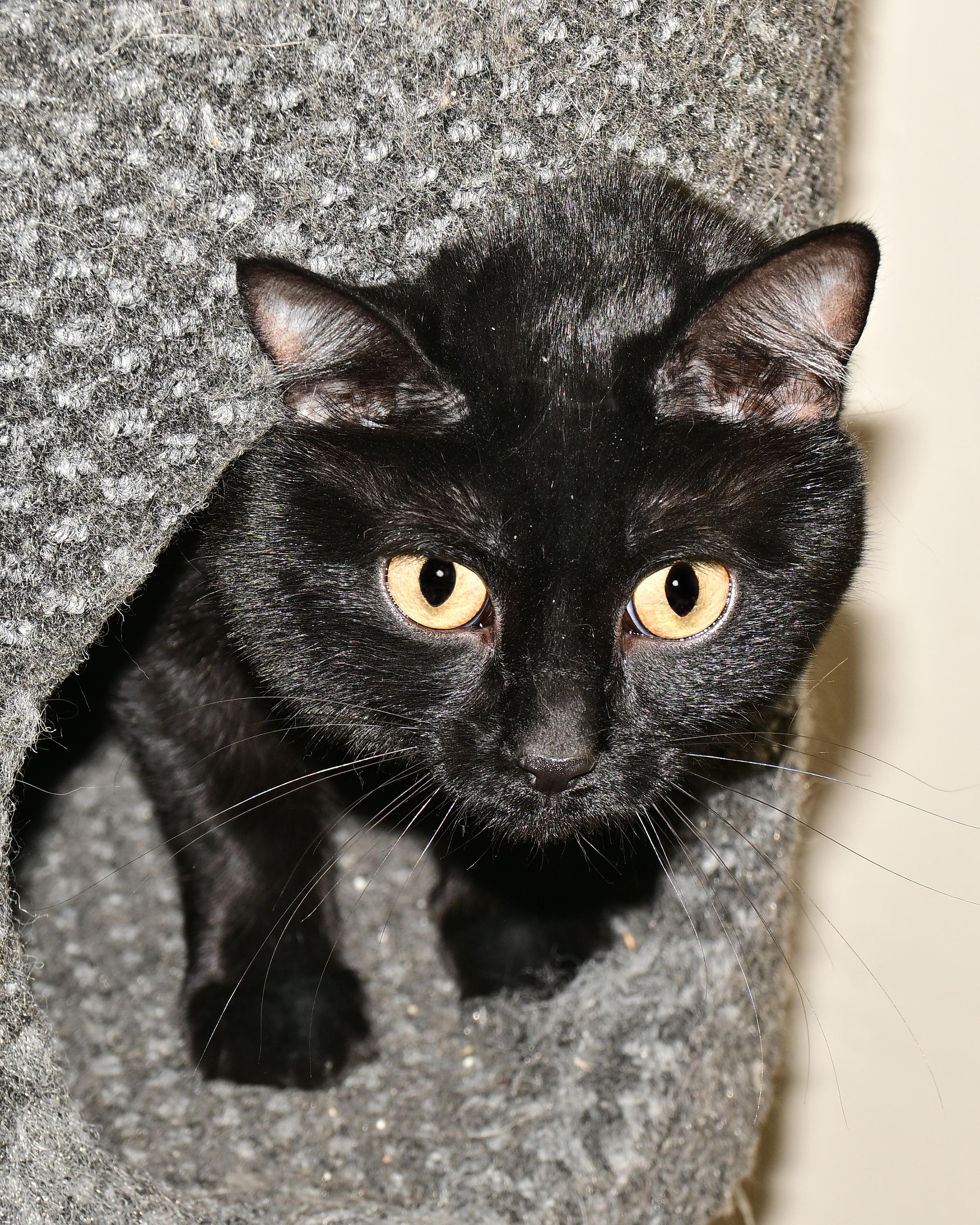 Enlarge Luna and Stormy, a ADOPTABLE Domestic Medium Hair in Corrales, NM image 2/2