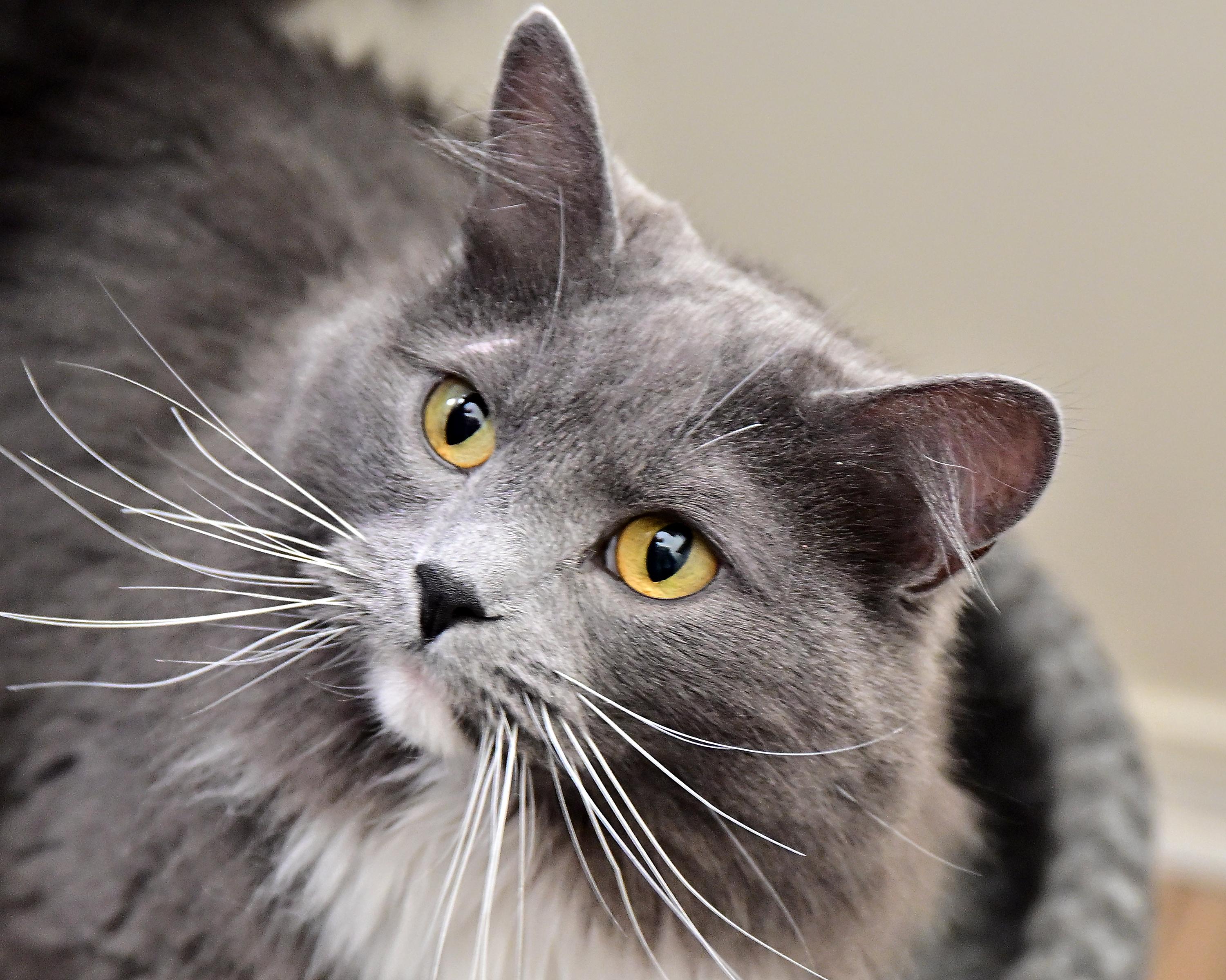 Enlarge Luna and Stormy, a ADOPTABLE Domestic Medium Hair in Corrales, NM image 1/2