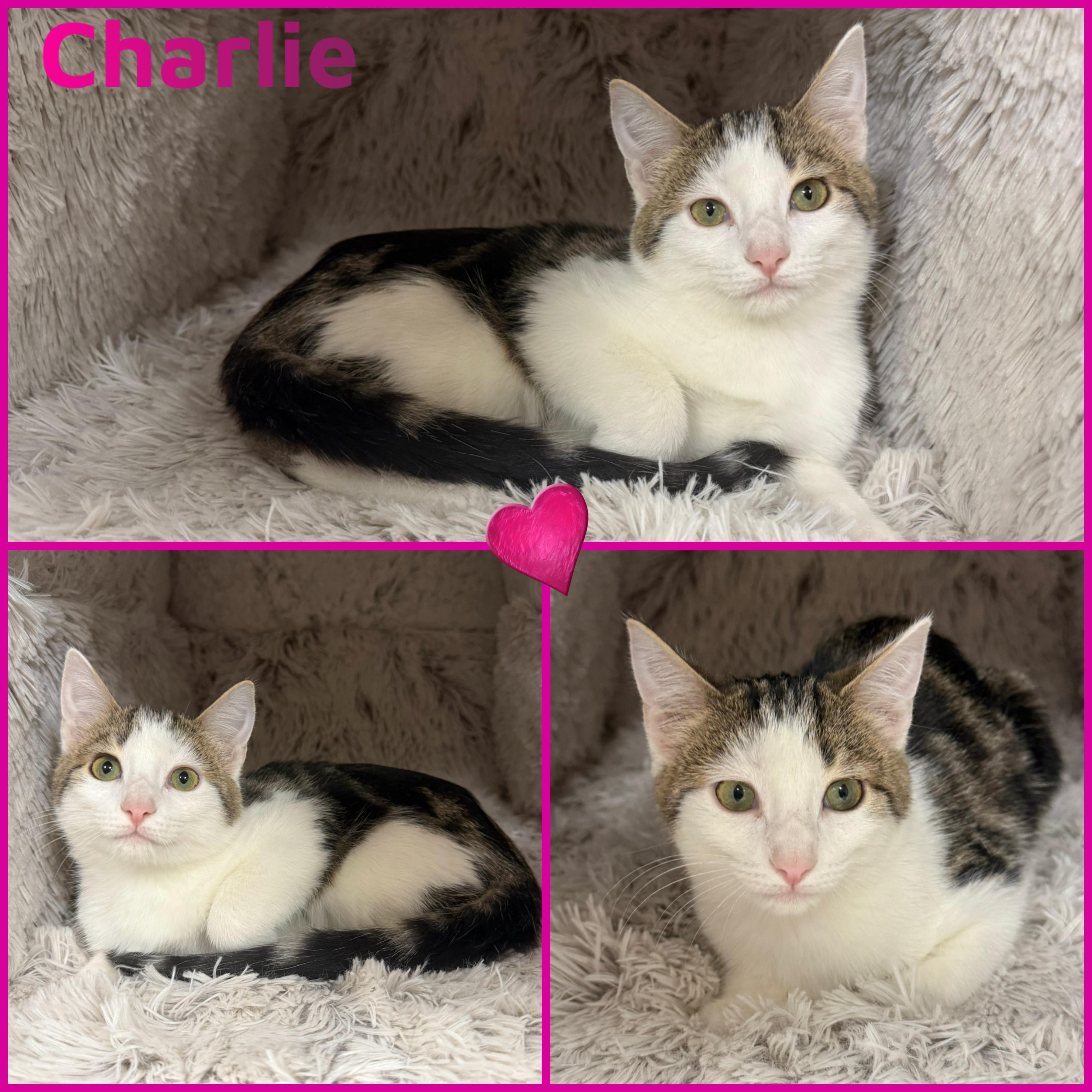 Enlarge Charlie, a ADOPTABLE Domestic Short Hair in Louisville, KY image 1/1