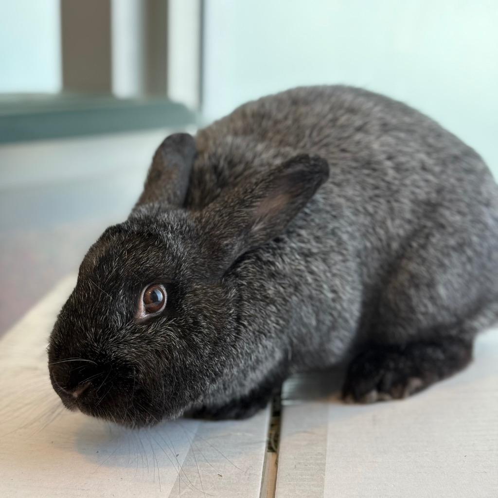 Thumpelina, Adoptable, Young Female Silver Fox.