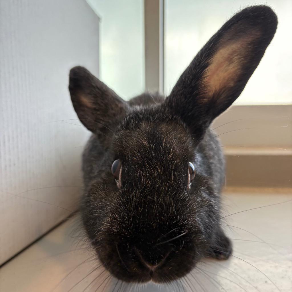 Enlarge Thumpelina, a Adoptable Silver Fox in Hyde Park, NY image 2/2