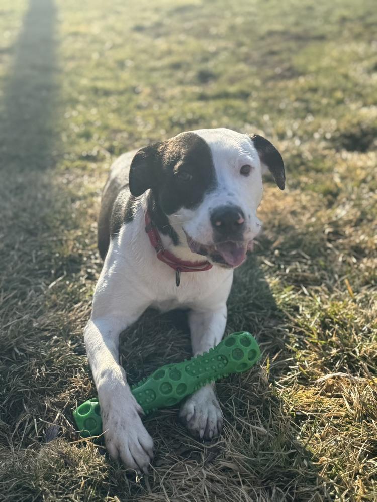 Oreo (26-044 D), Adoptable, Young Male Mixed Breed.