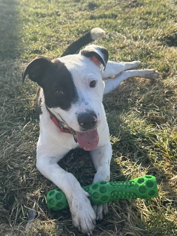Enlarge Oreo (26-044 D), a Adoptable mixed breed in Lansing, MI image 2/4