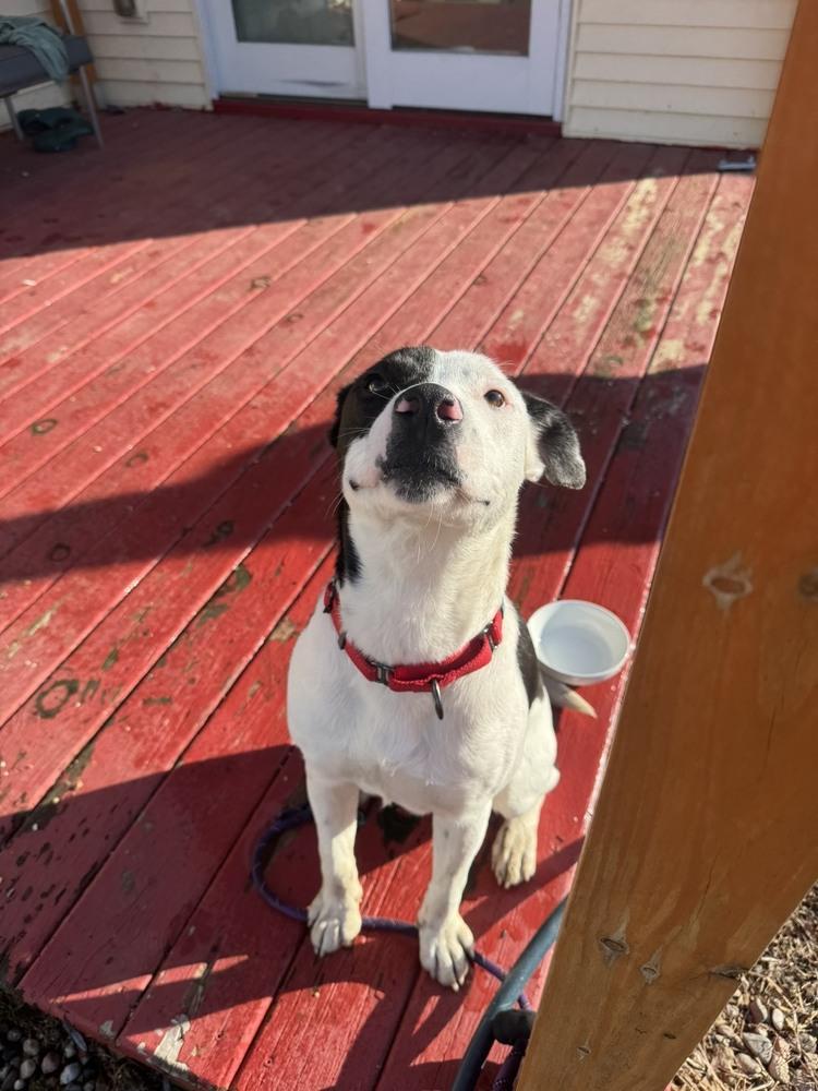 Enlarge Oreo (26-044 D), a Adoptable mixed breed in Lansing, MI image 3/4