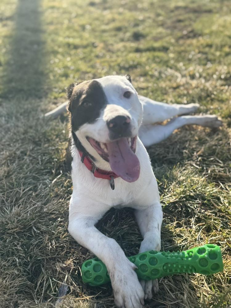 Enlarge Oreo (26-044 D), a Adoptable mixed breed in Lansing, MI image 4/4