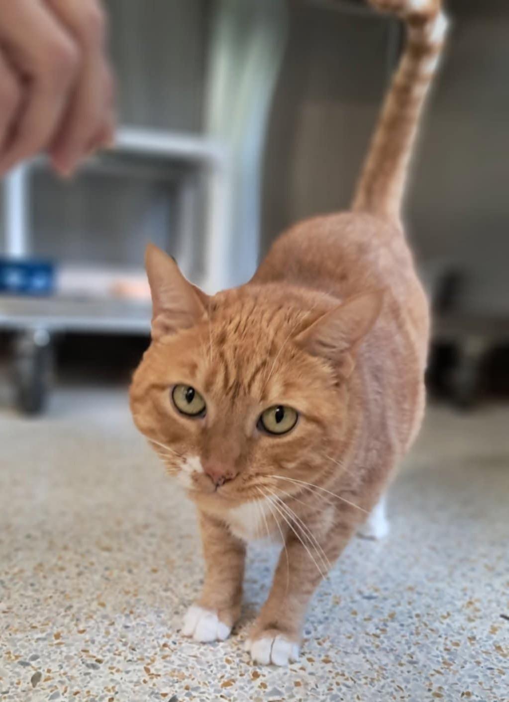 MAXINE, Adopted, Senior Female Domestic Short Hair & Tabby.