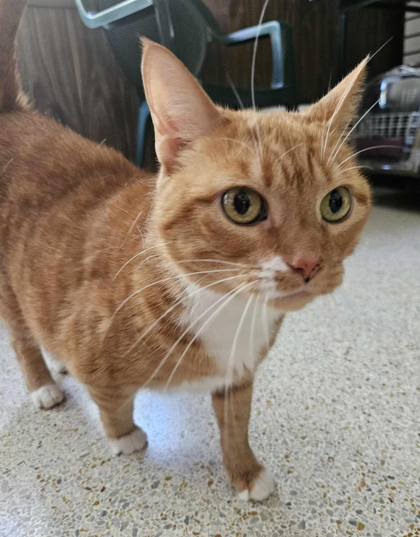 MAXINE, a Adopted mixed breed in Crystal River, FL image 2/6