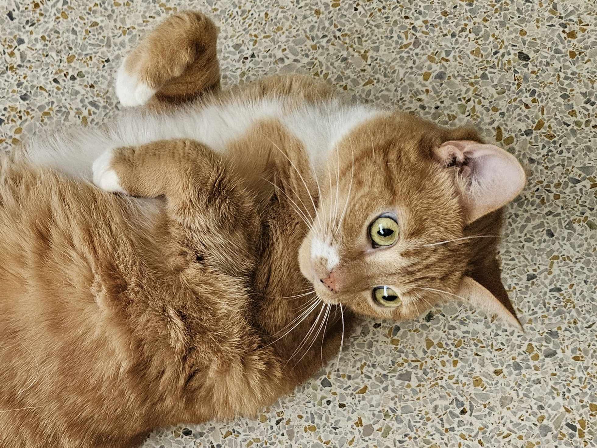 MAXINE, a Adopted mixed breed in Crystal River, FL image 3/6