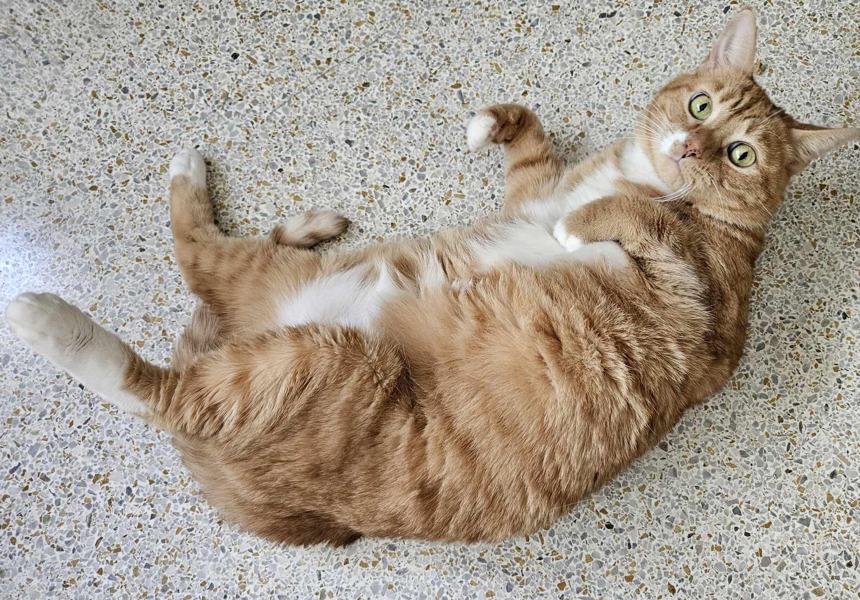 MAXINE, a Adopted mixed breed in Crystal River, FL image 4/6