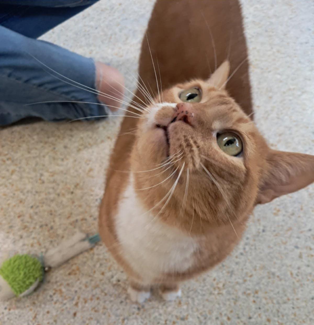 MAXINE, a Adopted mixed breed in Crystal River, FL image 5/6