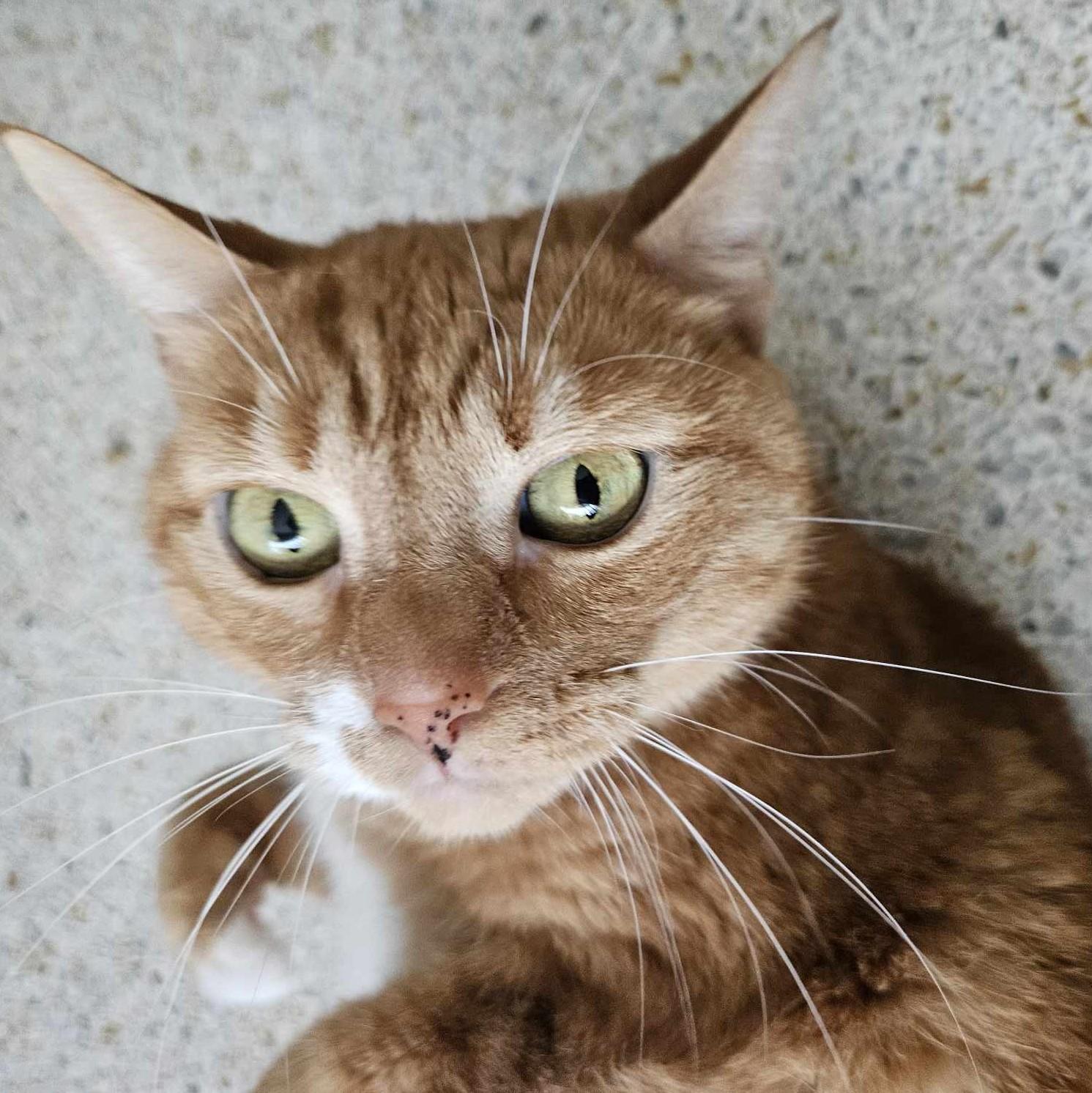 MAXINE, a Adopted mixed breed in Crystal River, FL image 6/6