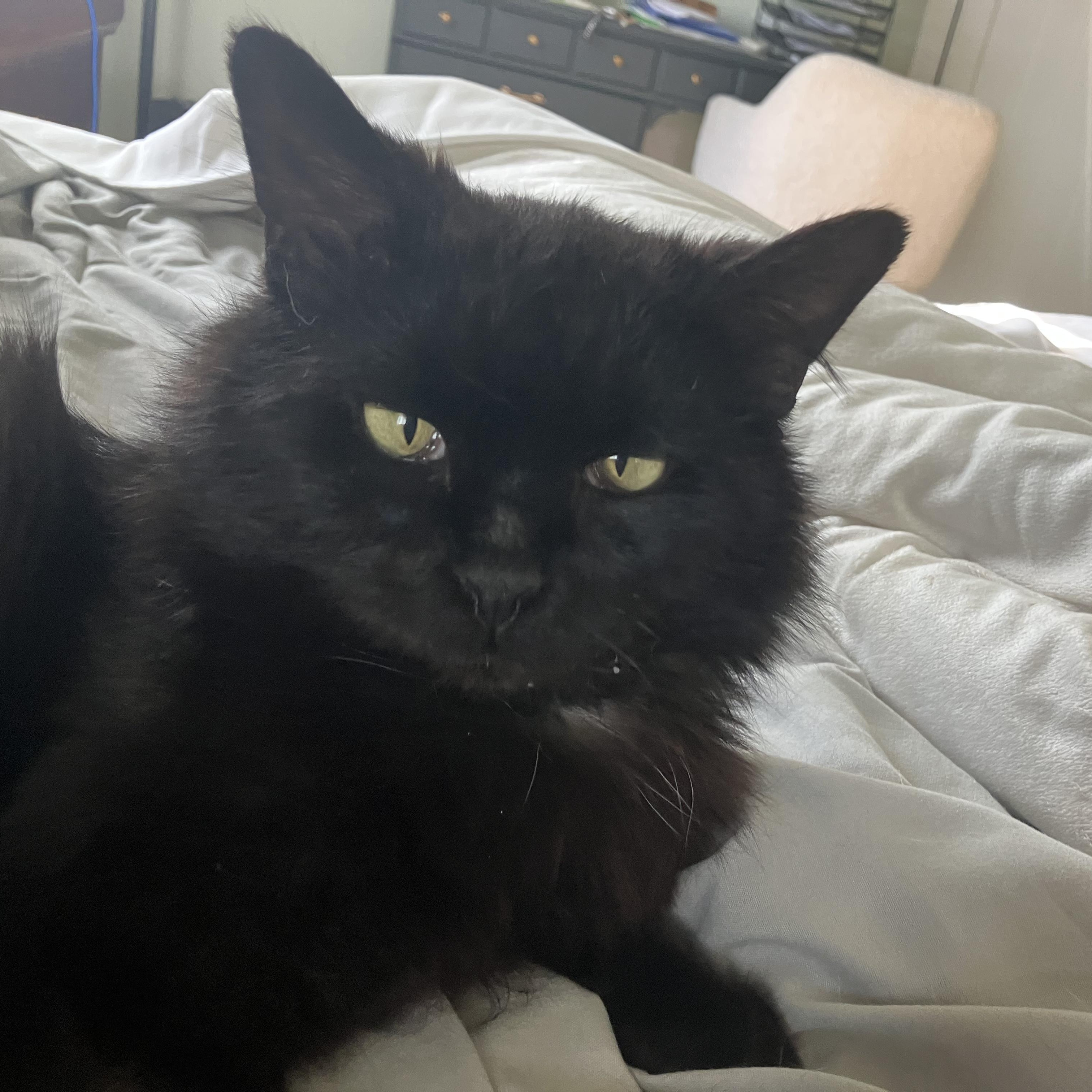 Plum, ADOPTABLE, Senior Male Domestic Short Hair.