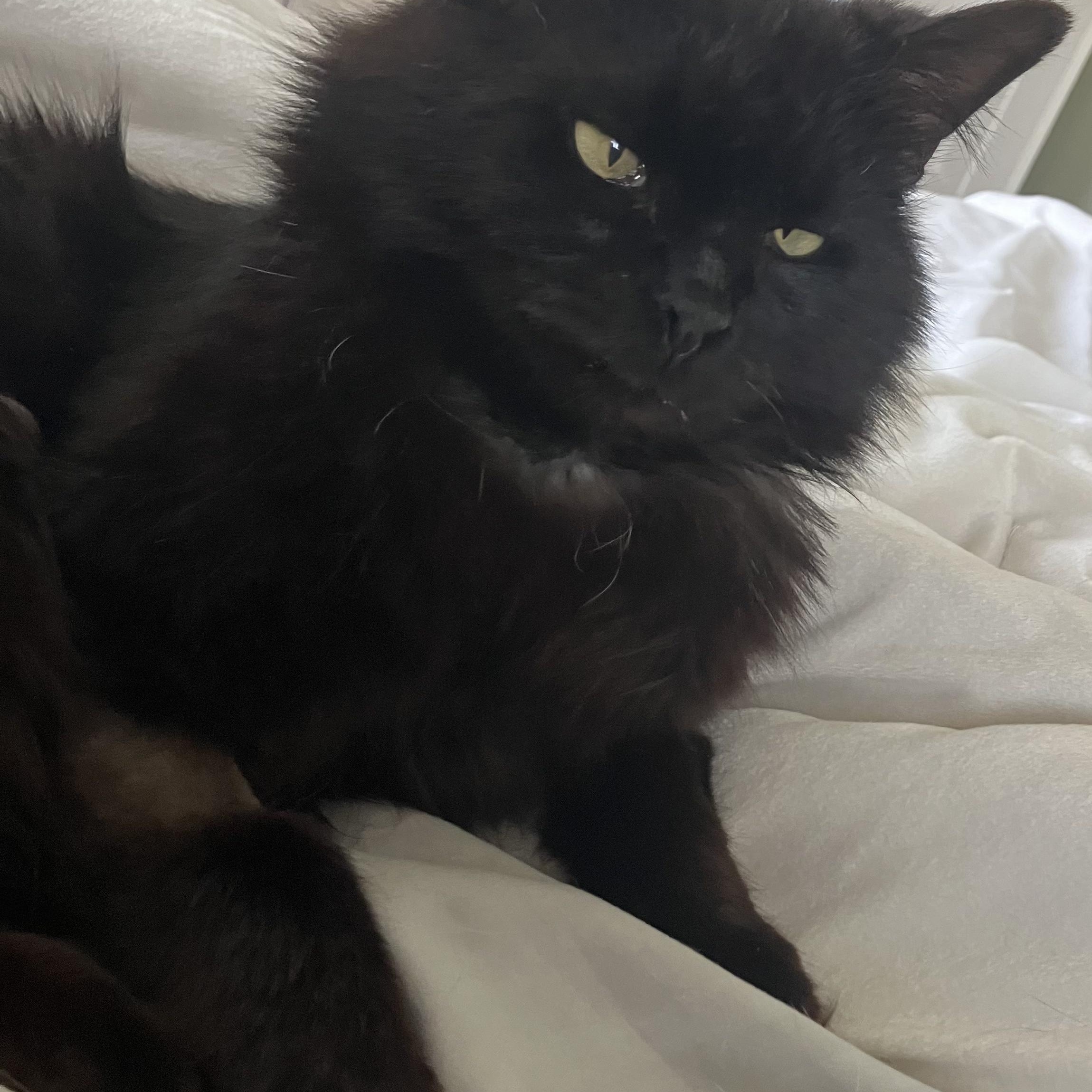 Plum, a ADOPTABLE Domestic Short Hair in Sewell, NJ image 2/2