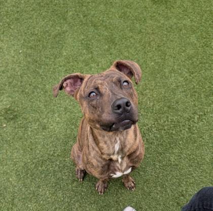 Enlarge Hudson, a Adoptable mixed breed in Independence, MO image 1/1