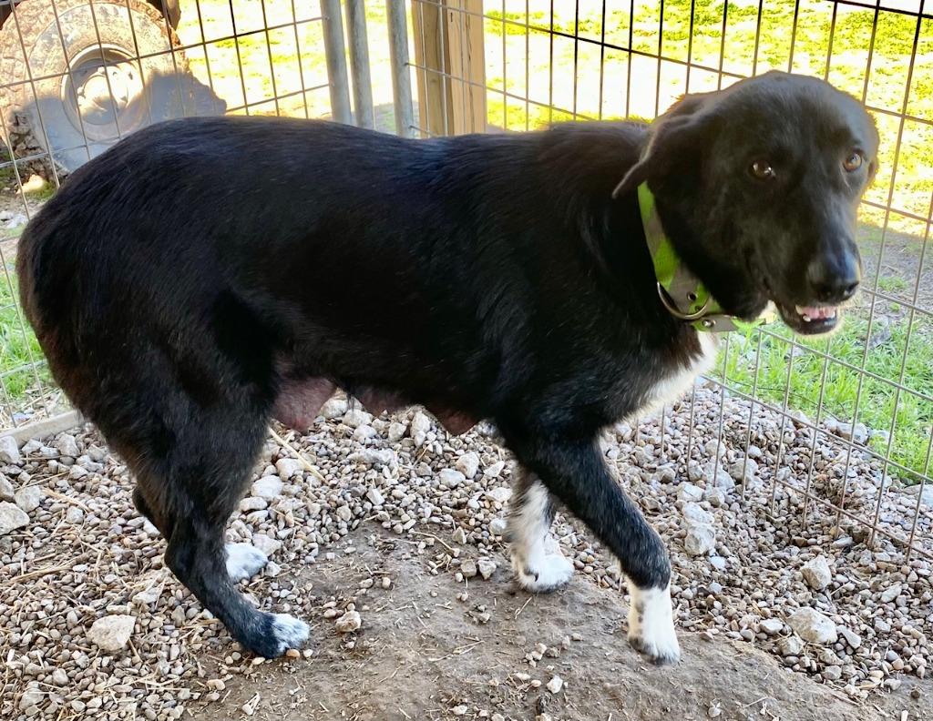 Momo, Adoptable, Adult Female Black Labrador Retriever & Border Collie.