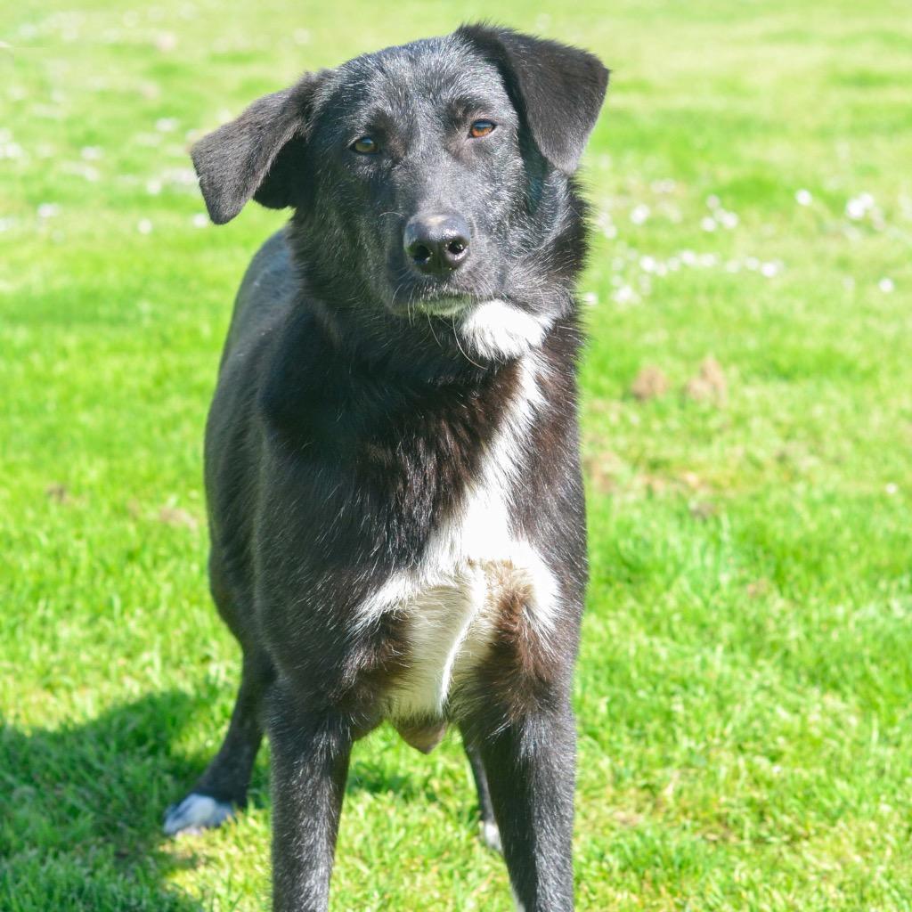 Enlarge Momo, a Adoptable mixed breed in Quinlan, TX image 2/4