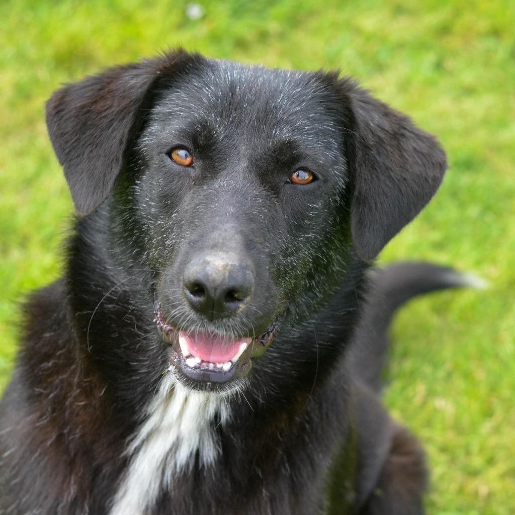 Enlarge Momo, a Adoptable mixed breed in Quinlan, TX image 3/4