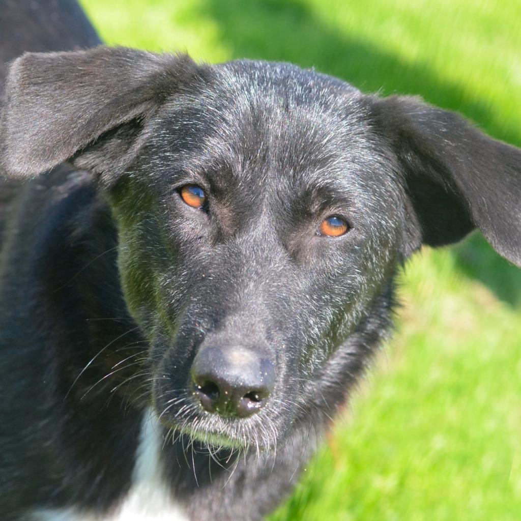 Enlarge Momo, a Adoptable mixed breed in Quinlan, TX image 4/4