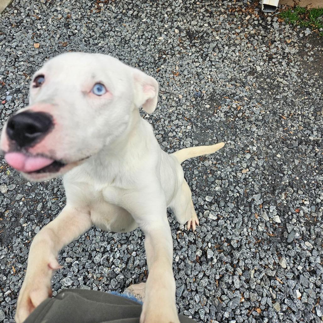 Jade, Adoptable, Adult Female Mixed Breed.