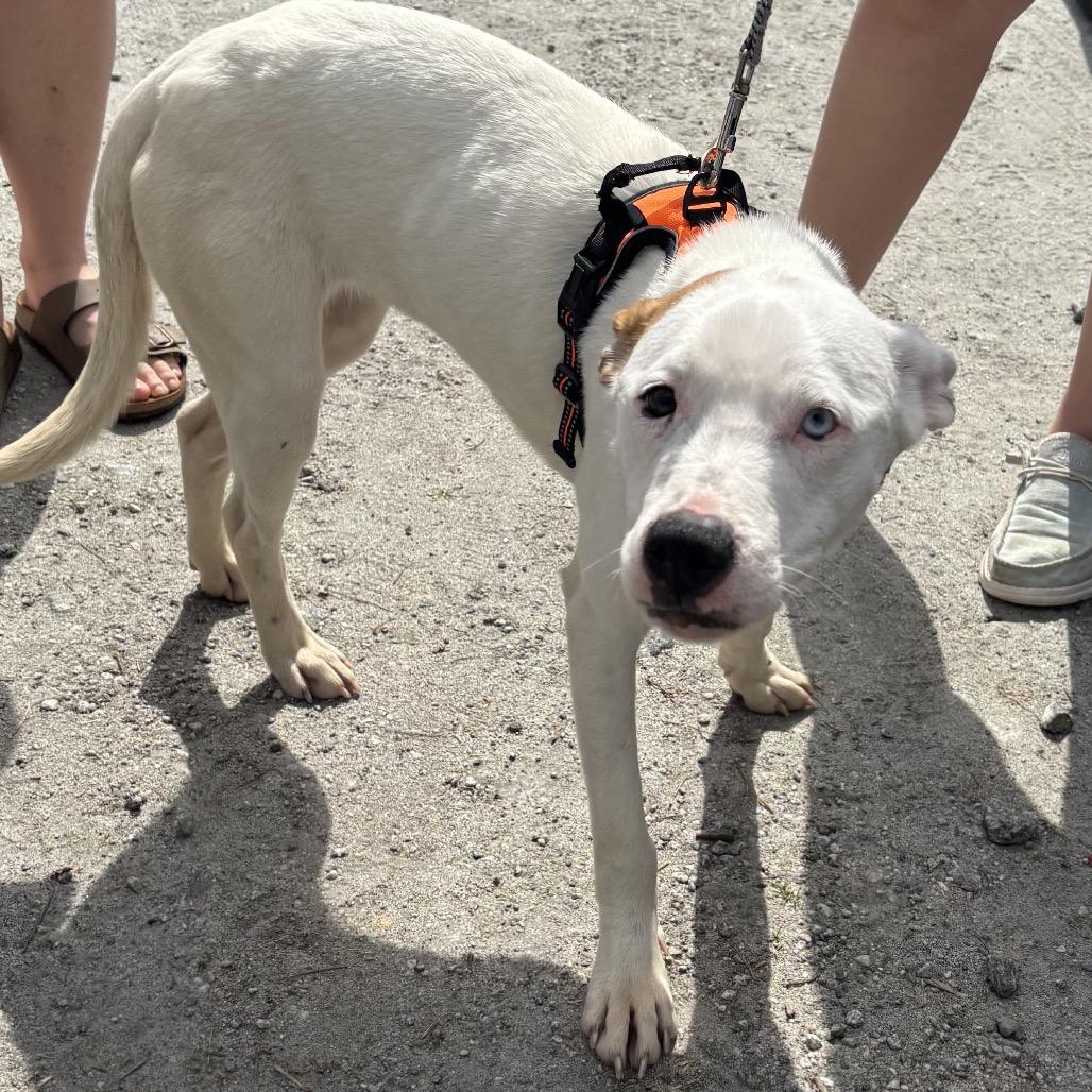 Enlarge Jade, a Adoptable Mixed Breed in Columbus, NC image 2/6