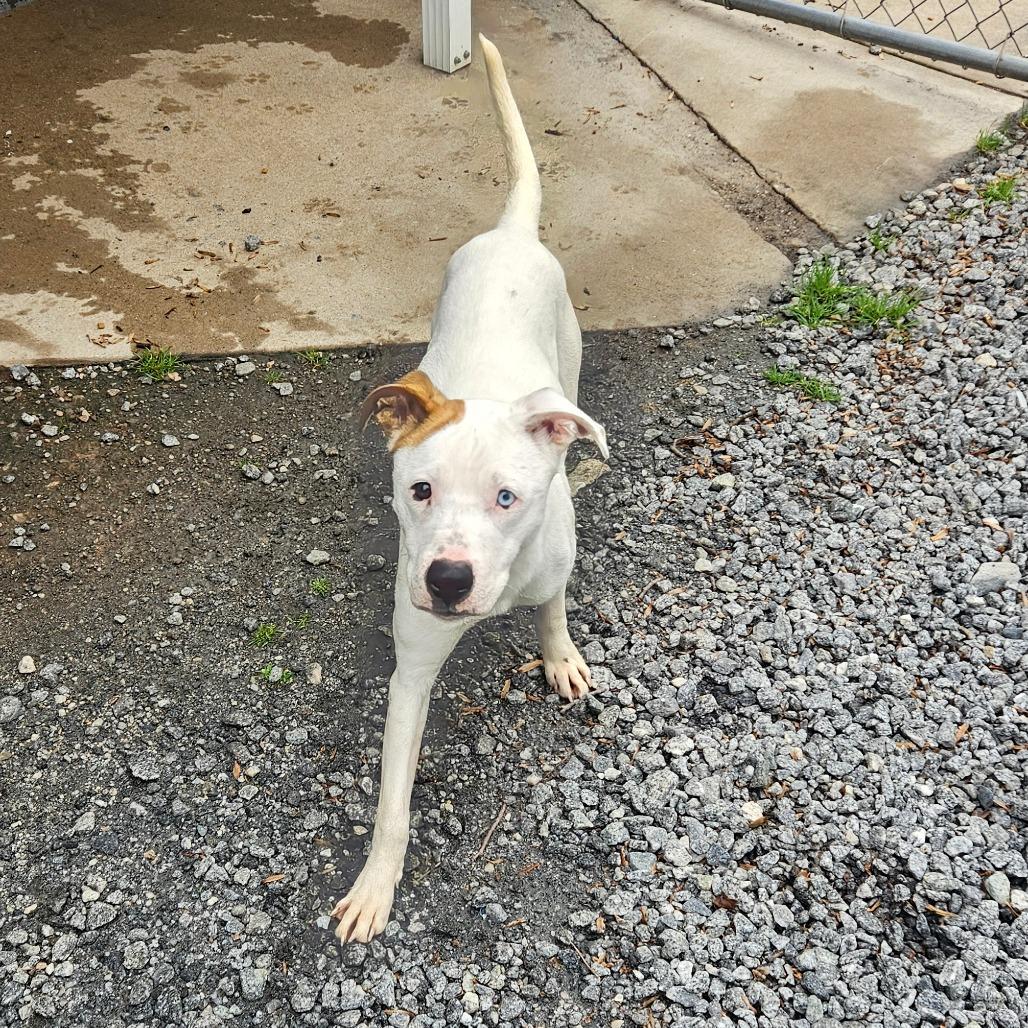 Enlarge Jade, a Adoptable Mixed Breed in Columbus, NC image 2/6