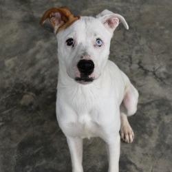 Enlarge Jade, a Adoptable Mixed Breed in Columbus, NC image 3/6