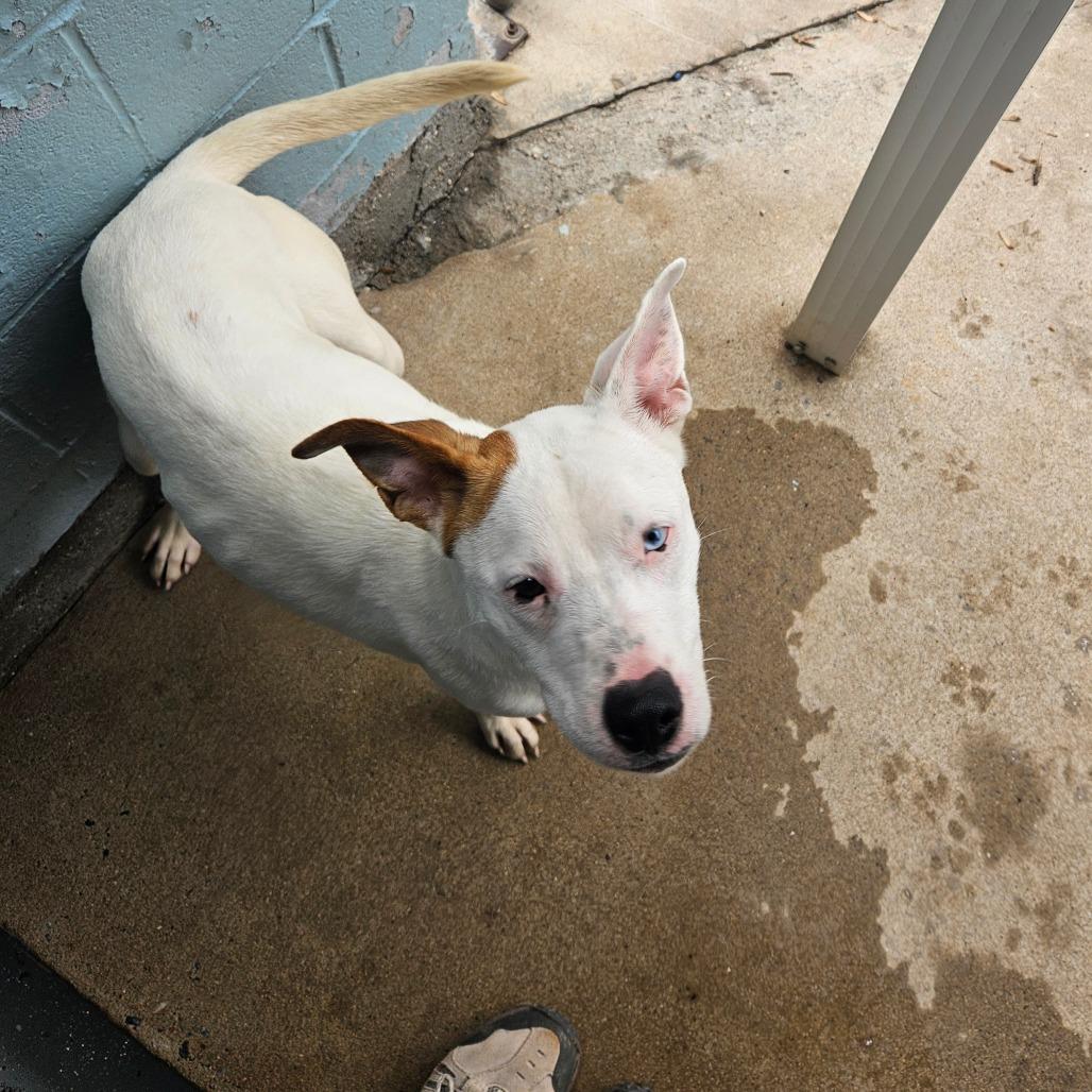 Enlarge Jade, a Adoptable Mixed Breed in Columbus, NC image 4/6