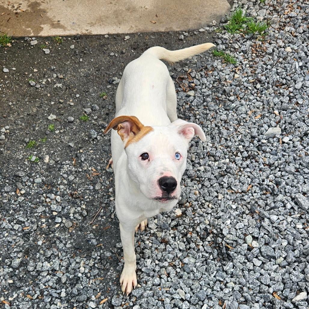 Enlarge Jade, a Adoptable Mixed Breed in Columbus, NC image 5/6