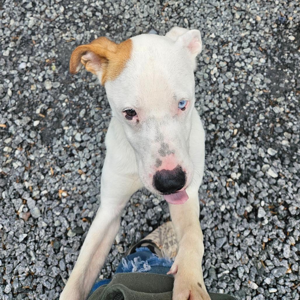 Enlarge Jade, a Adoptable Mixed Breed in Columbus, NC image 6/6