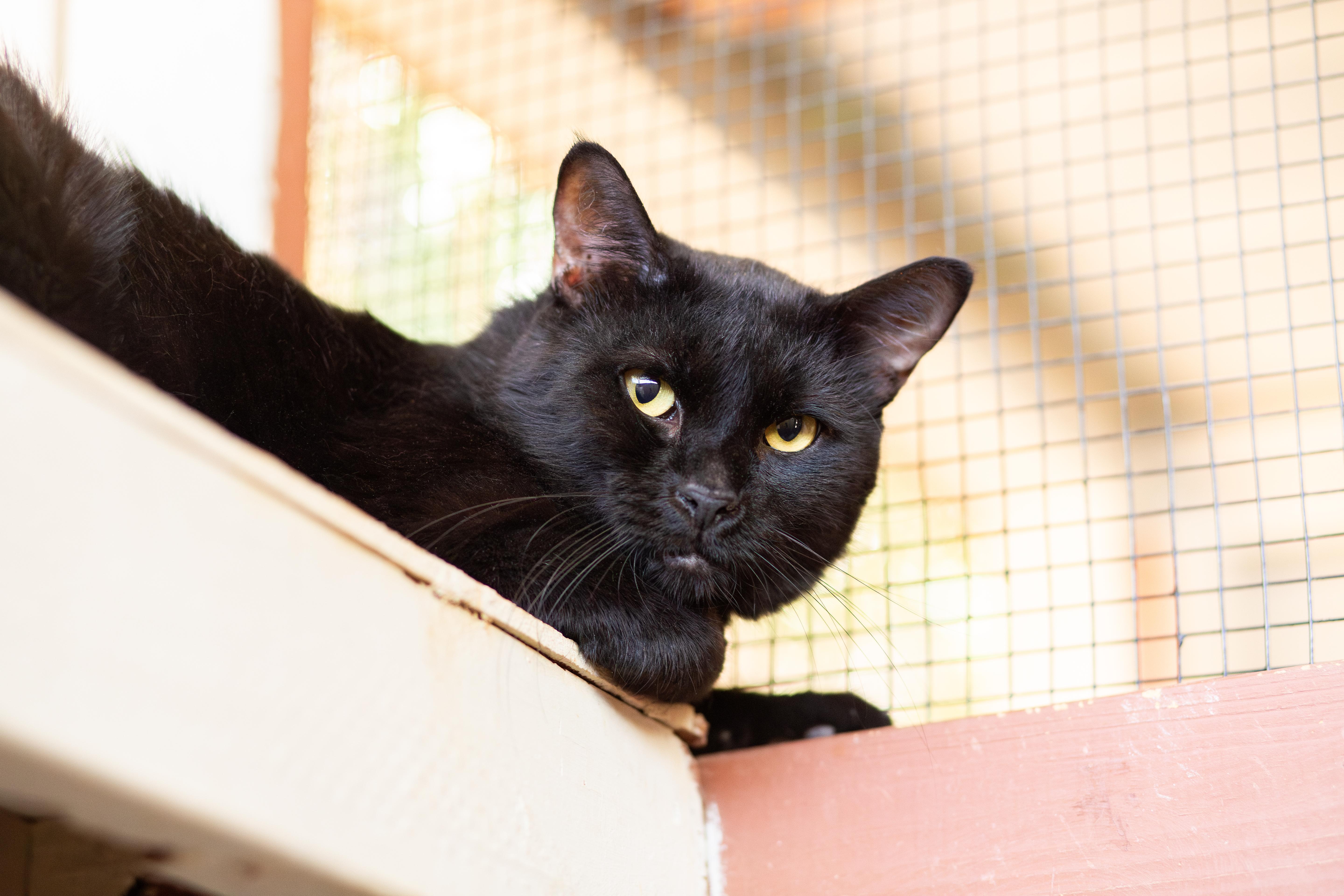 Best Western, a Adoptable Domestic Short Hair in Marana, AZ image 2/3