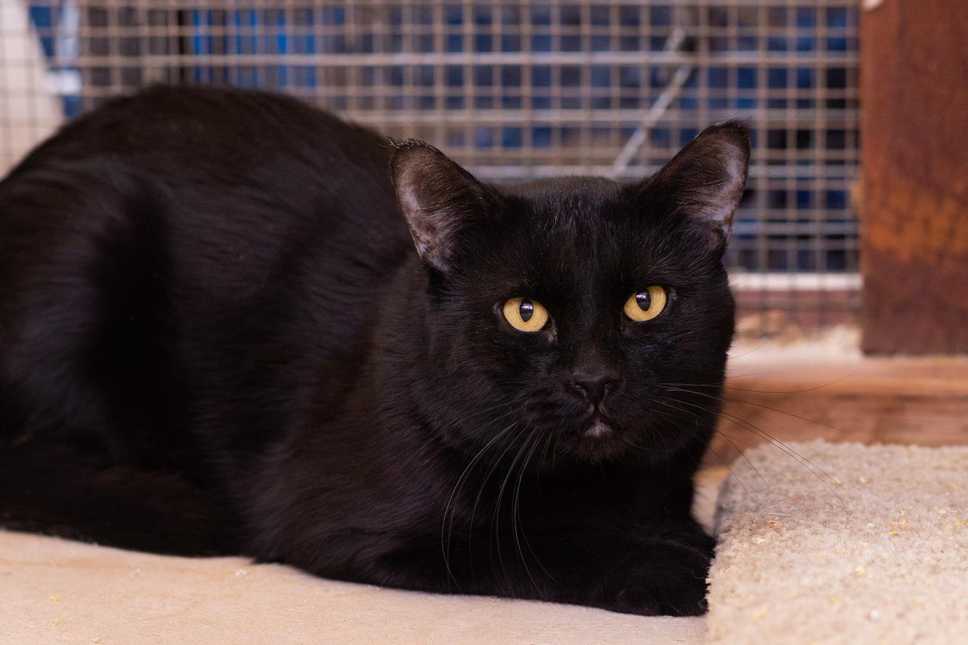 Best Western, a Adoptable Domestic Short Hair in Marana, AZ image 3/3