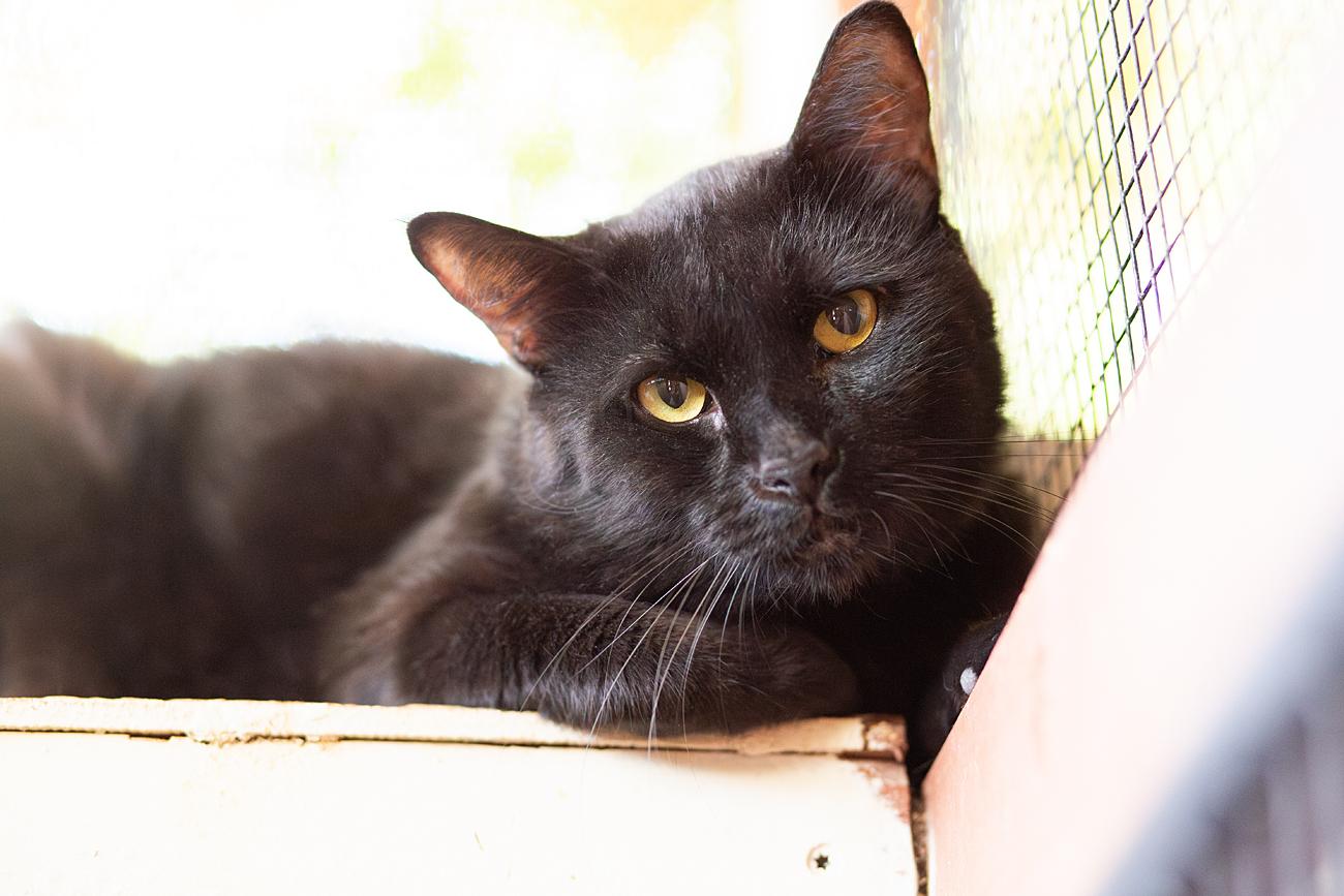 Best Western, a Adoptable Domestic Short Hair in Marana, AZ image 1/3