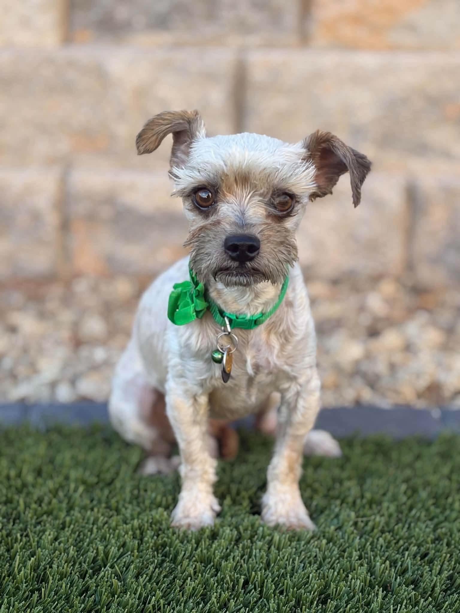 Enlarge Ziggy, a Adoptable mixed breed in Las Vegas, NV image 1/1
