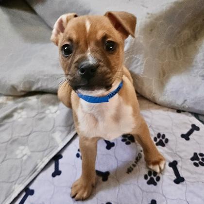 Tucker, Adoptable, Young Male Terrier & Mixed Breed.