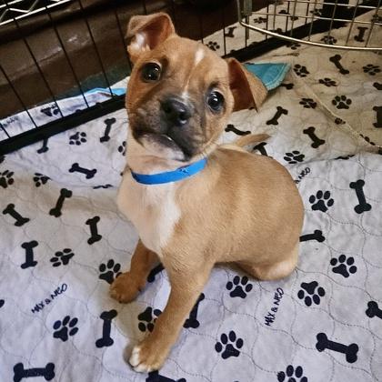 Tucker, a Adoptable mixed breed in San Francisco, CA image 2/6