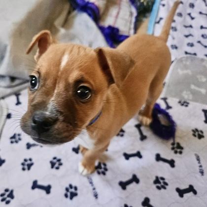 Tucker, a Adoptable mixed breed in San Francisco, CA image 5/6