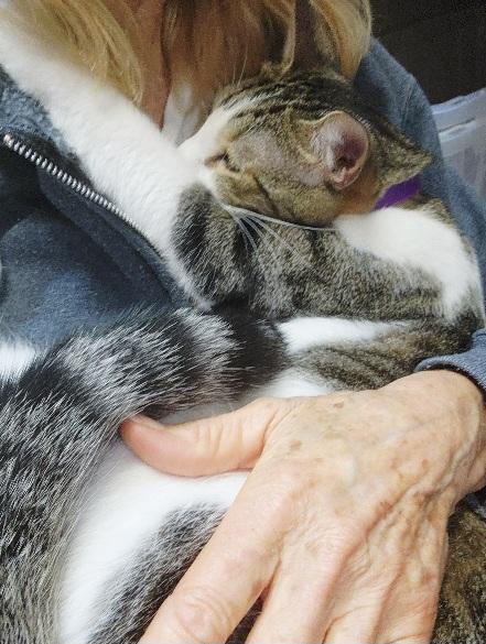 Trenton.....Shares Hugs!! Fun Boy, a Adoptable Domestic Short Hair in Fayetteville, AR image 1/5