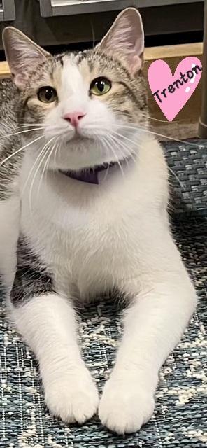 Trenton.....Shares Hugs!! Fun Boy, Adoptable, Adult Male Domestic Short Hair.