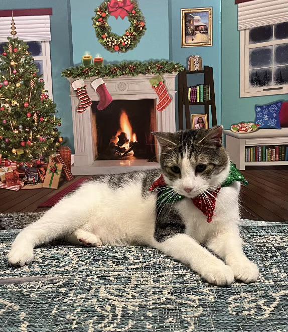 Trenton.....Shares Hugs!! Fun Boy, a Adoptable Domestic Short Hair in Fayetteville, AR image 2/5