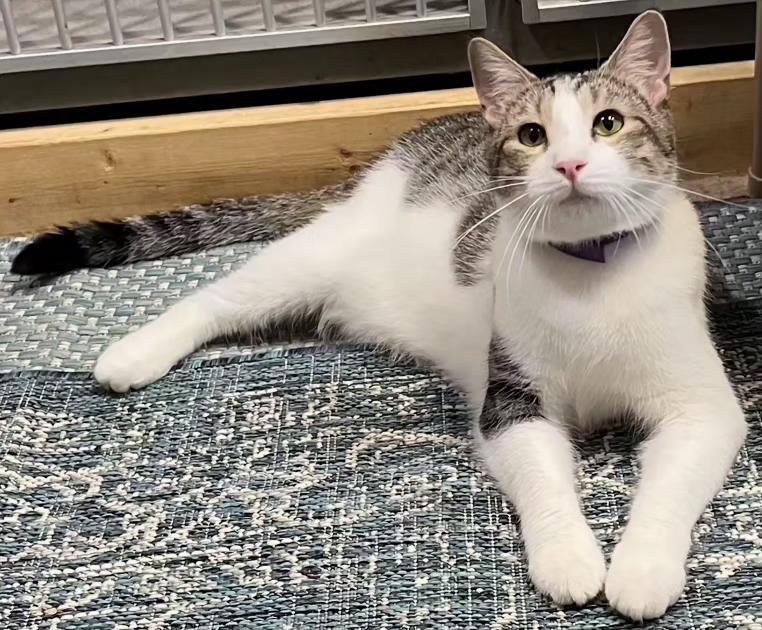 Trenton.....Shares Hugs!! Fun Boy, a Adoptable Domestic Short Hair in Fayetteville, AR image 3/3