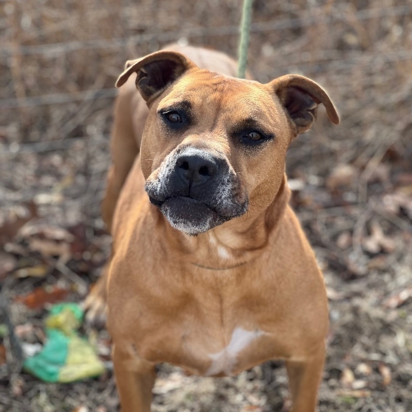 Maggie, Adult Female Bullmastiff