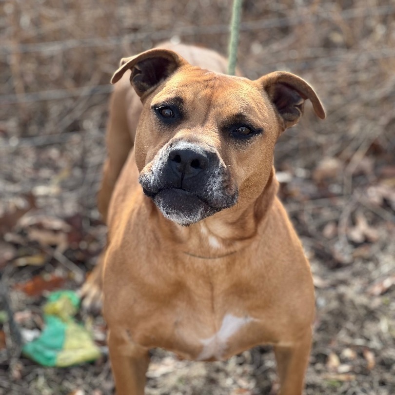 Maggie, an adoptable Bullmastiff in Tunica, MS, 38676 | Photo Image 1