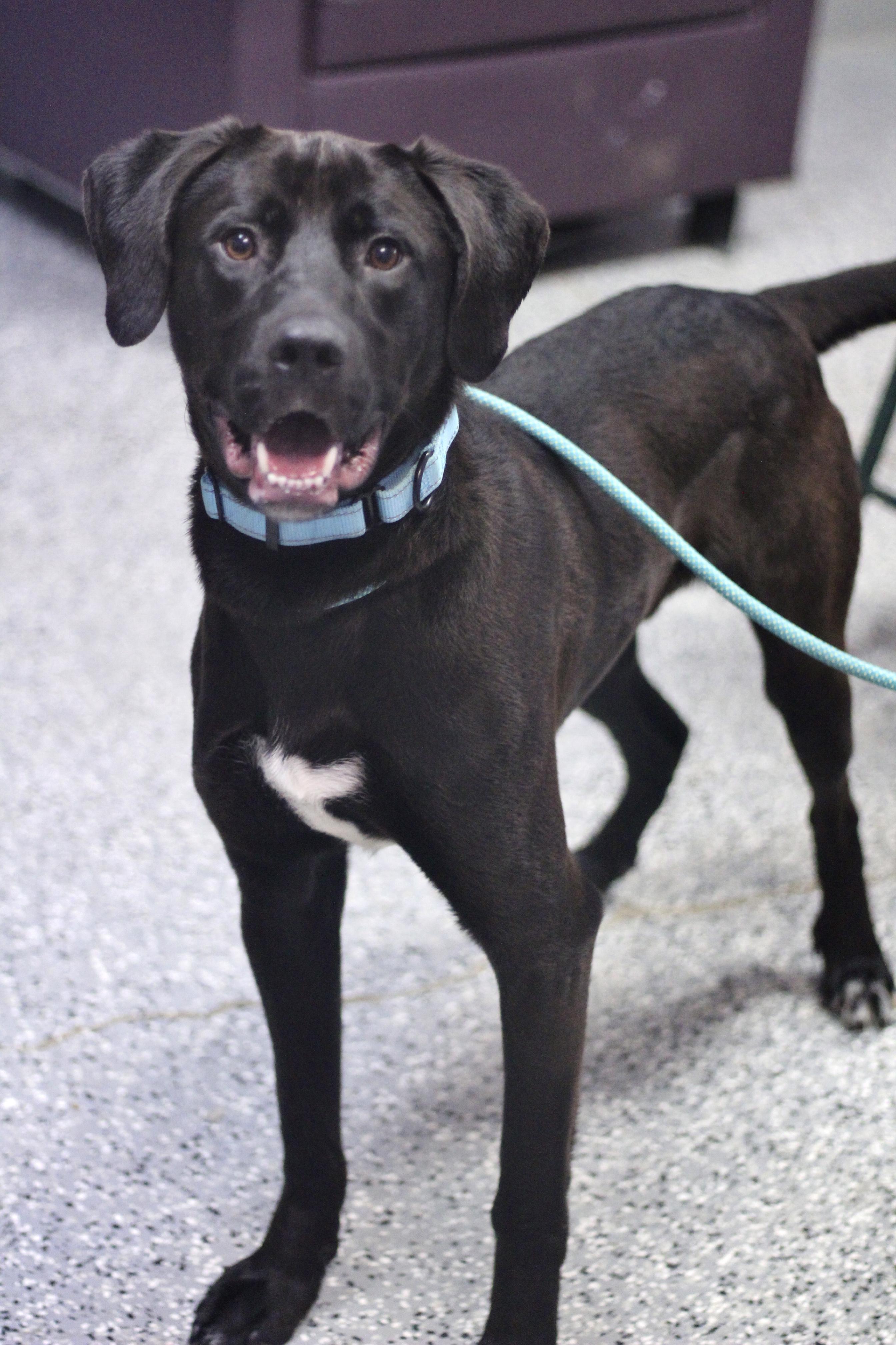 Enlarge Kane in NH! Come Meet our Adoptable Dogs Wednesday-Saturday. More info in Bio!, an adoptable mixed breed in Manchester, NH image 3/6