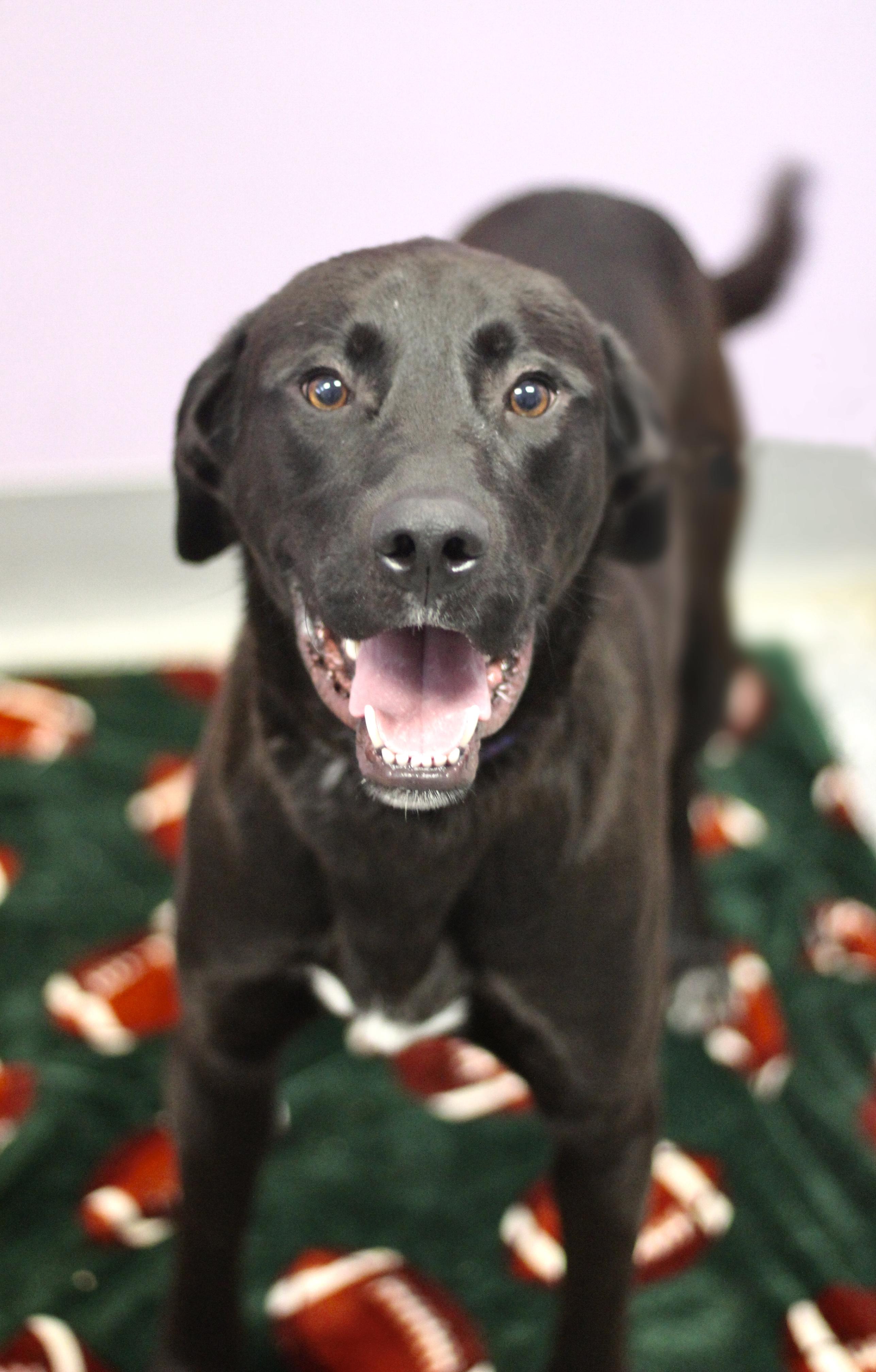 Enlarge Kane in NH! Come Meet our Adoptable Dogs Wednesday-Saturday. More info in Bio!, an adoptable mixed breed in Manchester, NH image 6/6