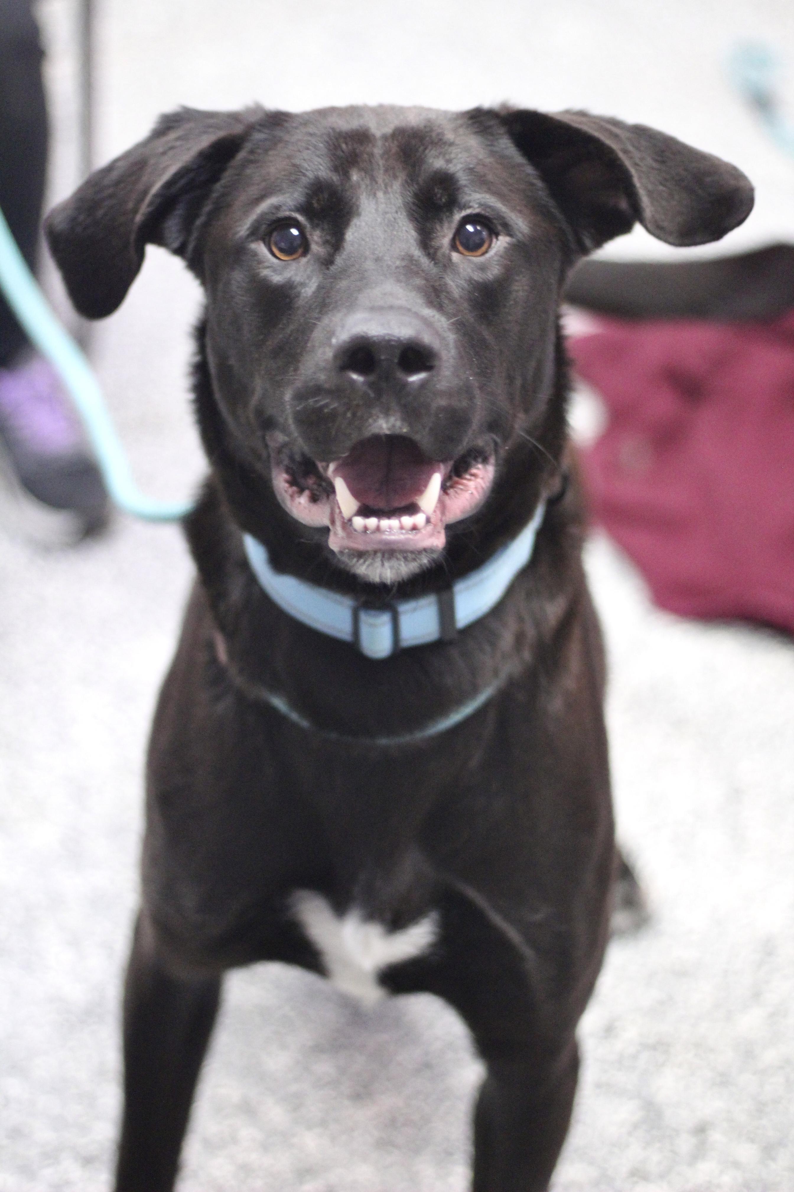 Enlarge Kane in NH! Come Meet our Adoptable Dogs Wednesday-Saturday. More info in Bio!, an adoptable mixed breed in Manchester, NH image 2/6
