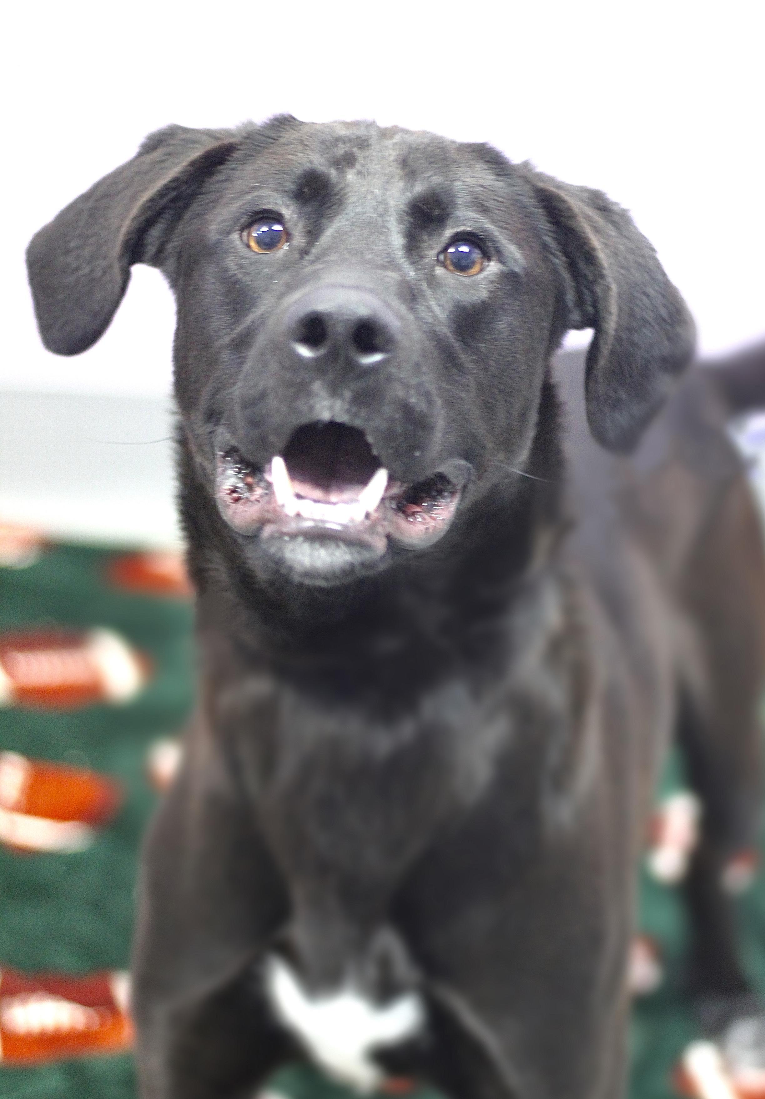 Enlarge Kane in NH! Come Meet our Adoptable Dogs Wednesday-Saturday. More info in Bio!, an adoptable mixed breed in Manchester, NH image 5/6
