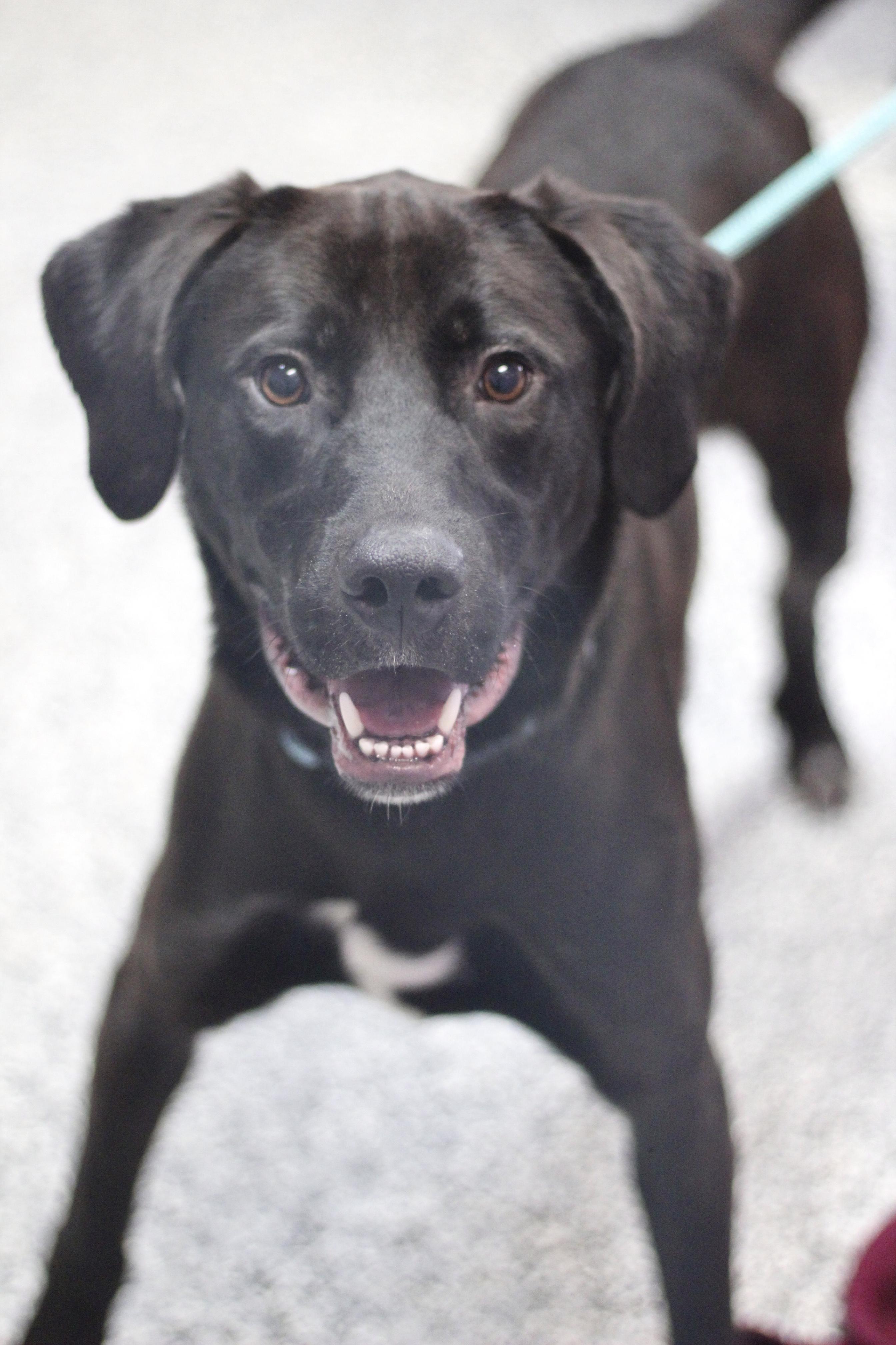 Enlarge Kane in NH! Come Meet our Adoptable Dogs Wednesday-Saturday. More info in Bio!, an adoptable mixed breed in Manchester, NH image 1/6